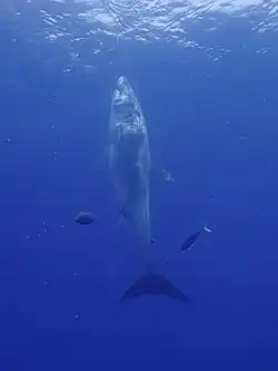 fotografie žraloka plavajícího vertikálně směrem k hladině