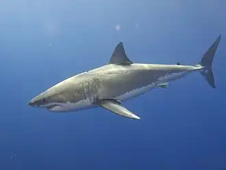 Fotografie plavajícího žraloka pod hladinou - pohled z boku.