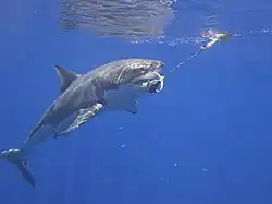 Fotografie pořízená pod hladinou, Žralok bílý je zakousnut do rybí návnady, která je umístěna na laně.