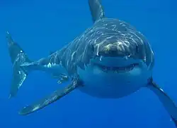 Podvodní fotografie mohutného žraloka, jak se přímo dívá do fotoaparátu