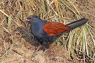 alternativní popis obrázku chybí