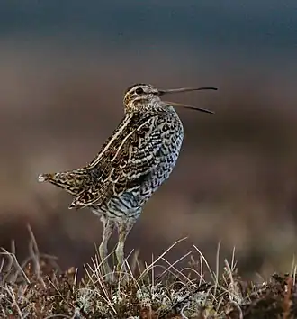 alternativní popis obrázku chybí