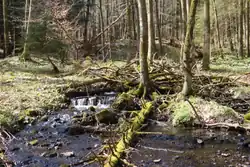 Potok „Schwarzer Fluss“, v osadě Oberwald v okrese Grebenhain ve stejnojmenné obci v Hesensku, Německo