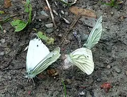 bělásek řepkový (Pieris rapae)