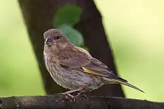 Nedospělý jedinec (Polsko)
