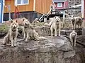 Tažní psi žijící v Upernaviku