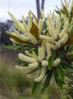 Grevillea baileyana