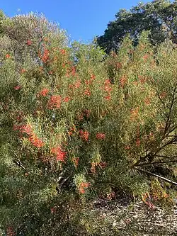 Grevillea dielsiana