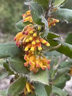 Grevillea drummondii