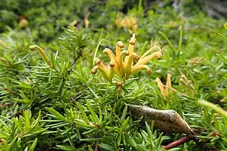 Nízce plazivý druh Grevillea prostrata