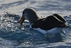 Fotografie albatrosa na vodní hladině. Albatros je otočen zády a má v ústech kořist, patrně korýše nebo hlavonožce