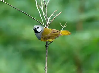 alternativní popis obrázku chybí