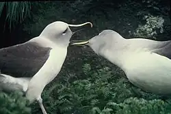 Fotografie páru albatrosů se zobáky blízko u sebe