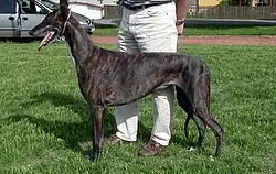 Greyhound - žíhaný