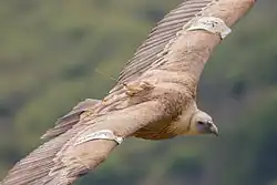 Velký hnědý dravec za letu s nevelkou vysílačkou připevněnou na hřbetě