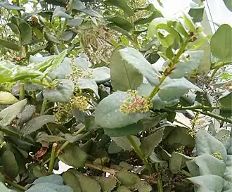 alternativní popis obrázku chybí