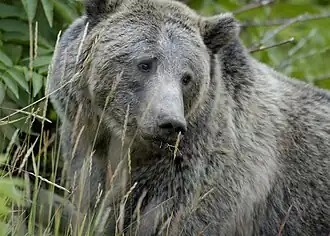 Ursus arctos horribilis