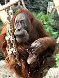 Orangutan sumaterský