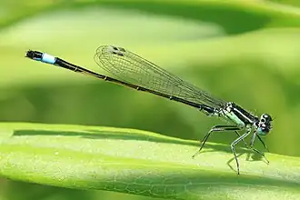 alternativní popis obrázku chybí