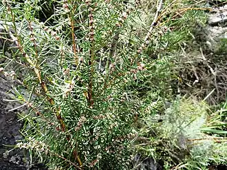 Grubbia rosmarinifolia