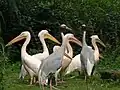 Skupina pelikánů bílých ve společnosti jeřábů Antigoniných.