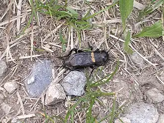 alternativní popis obrázku chybí