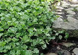 Gunnera magellanica jako skalnička