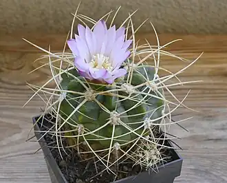 alternativní popis obrázku chybí