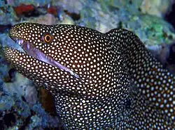 Makro snímek s použitím blesku