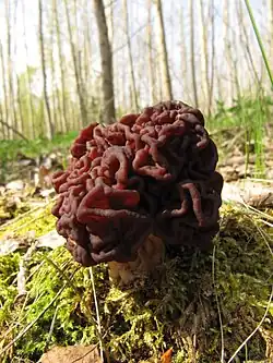 Ucháč obecný (Gyromitra esculenta), jedovatý!