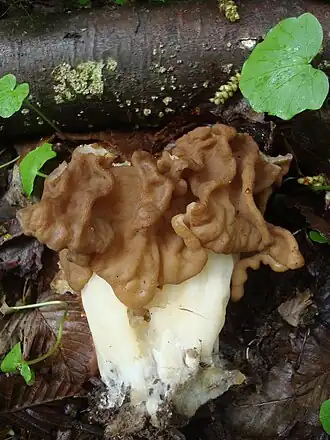 alternativní popis obrázku chybí