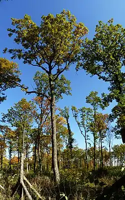 Národní přírodní rezervace Hádecká planinka