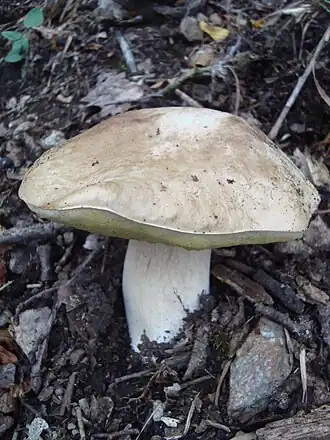 alternativní popis obrázku chybí