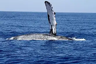 Fotografie z lodi ukazuje keporkaka bokem k hladině, jak nad hladinu vystrkuje černobílou hrudní ploutev