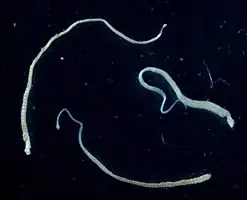 alternativní popis obrázku chybí