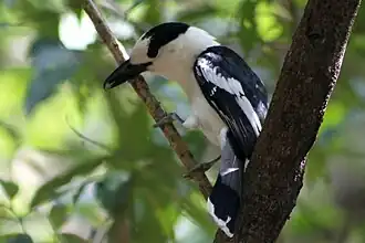 alternativní popis obrázku chybí