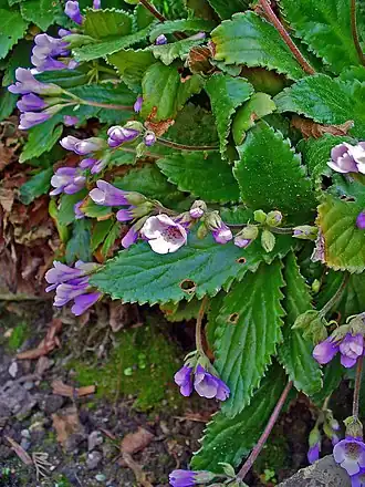 alternativní popis obrázku chybí