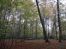 Přírodní rezervace ponechaná na pospas přirozenému vývoji.