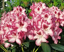Rhododendron 'Hachmanns Charmant'[12]