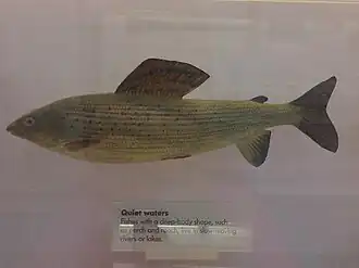 alternativní popis obrázku chybí