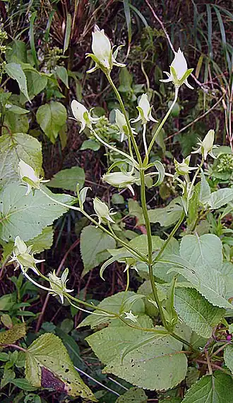 alternativní popis obrázku chybí