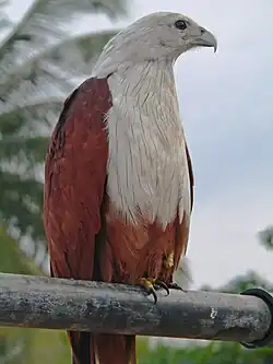 Luňák brahmínský, v hinduismu tradiční zvířecí podoba Garudy