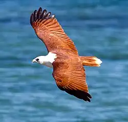 V letu nad Západní Austrálií