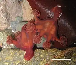 Kalichovka Haliclystus antarcticus