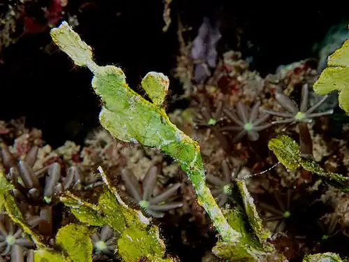 Vějířník zelený