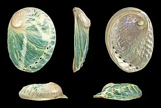 Haliotis laevigata (jižní Austrálie).