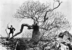 Linnés ask i Rojsu på Stora Karlsö, 1915