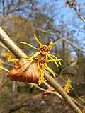 Vilín prostřední (Hamamelis × intermedia)[8]