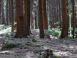 Pozůstatky po dolování: odvaly a pinky