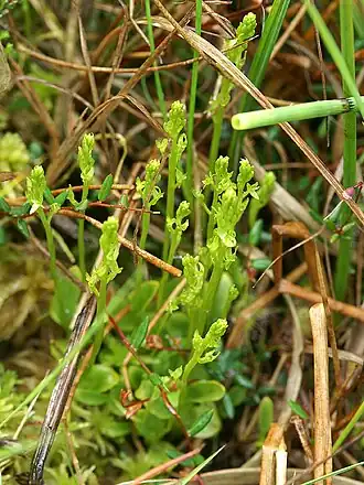 alternativní popis obrázku chybí